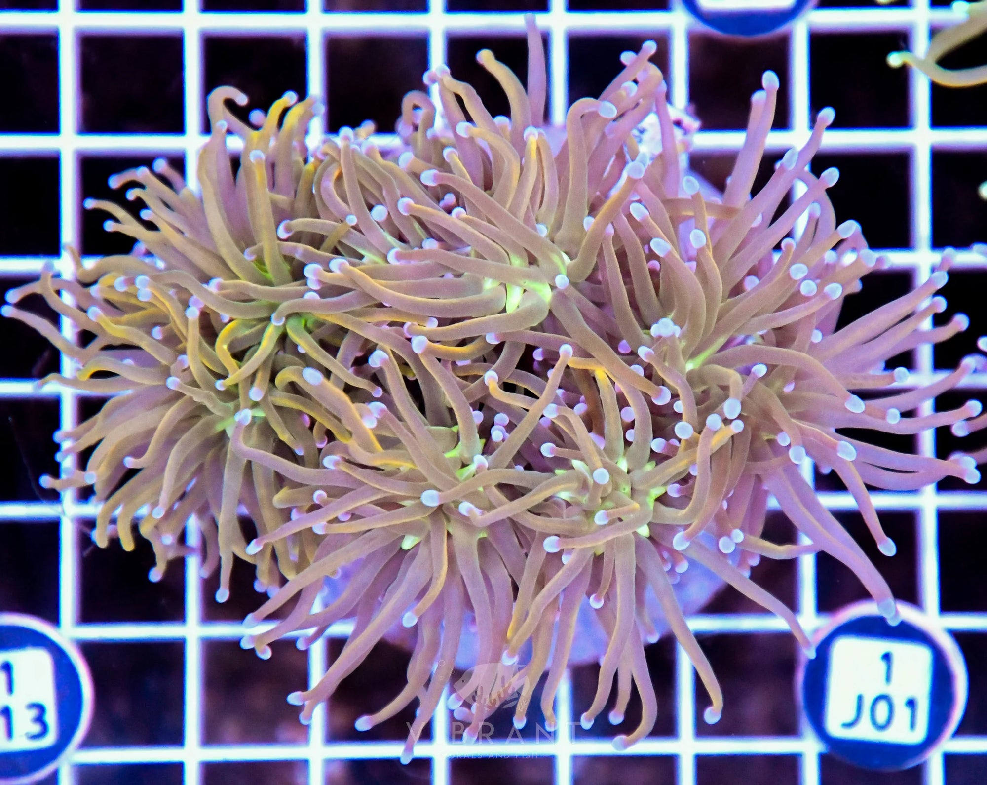 Torch INDO Colony