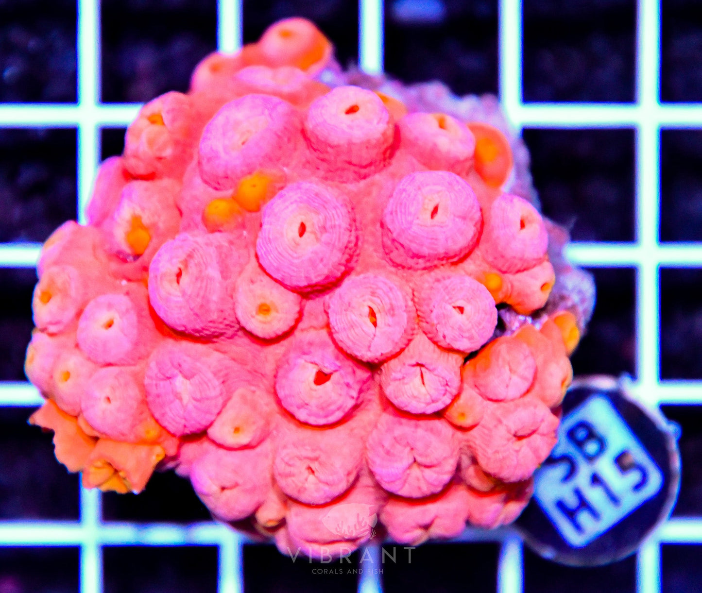 Sun Coral INDO W