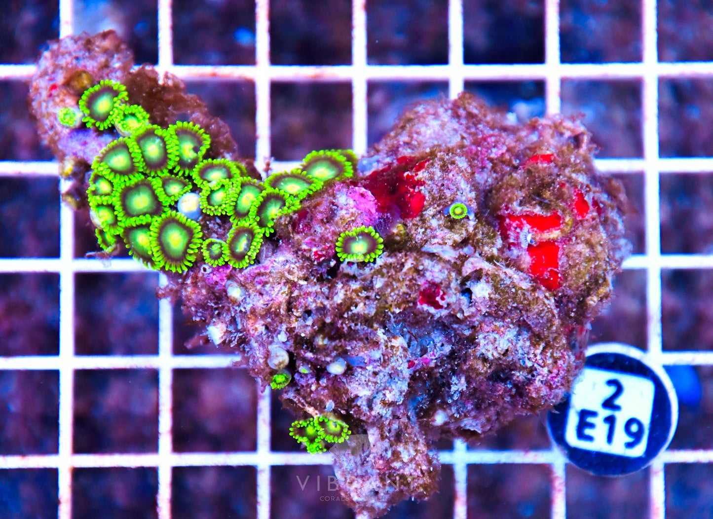 Zoa AUS