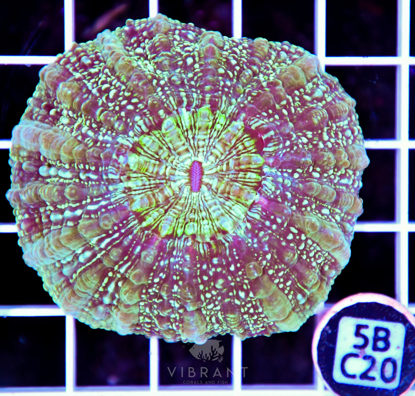 Acanthophyllia AUS