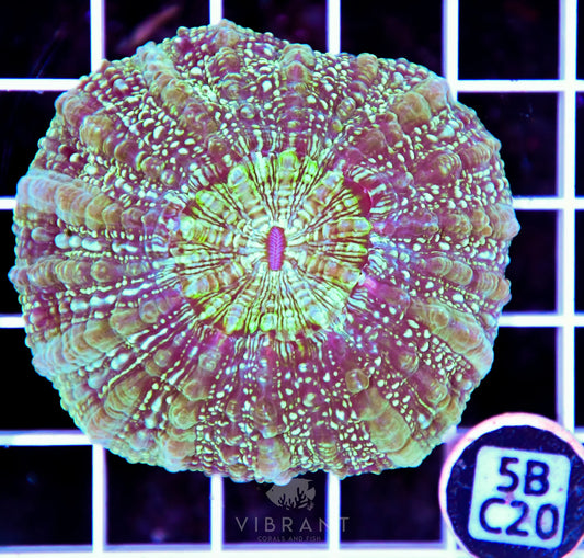 Acanthophyllia AUS