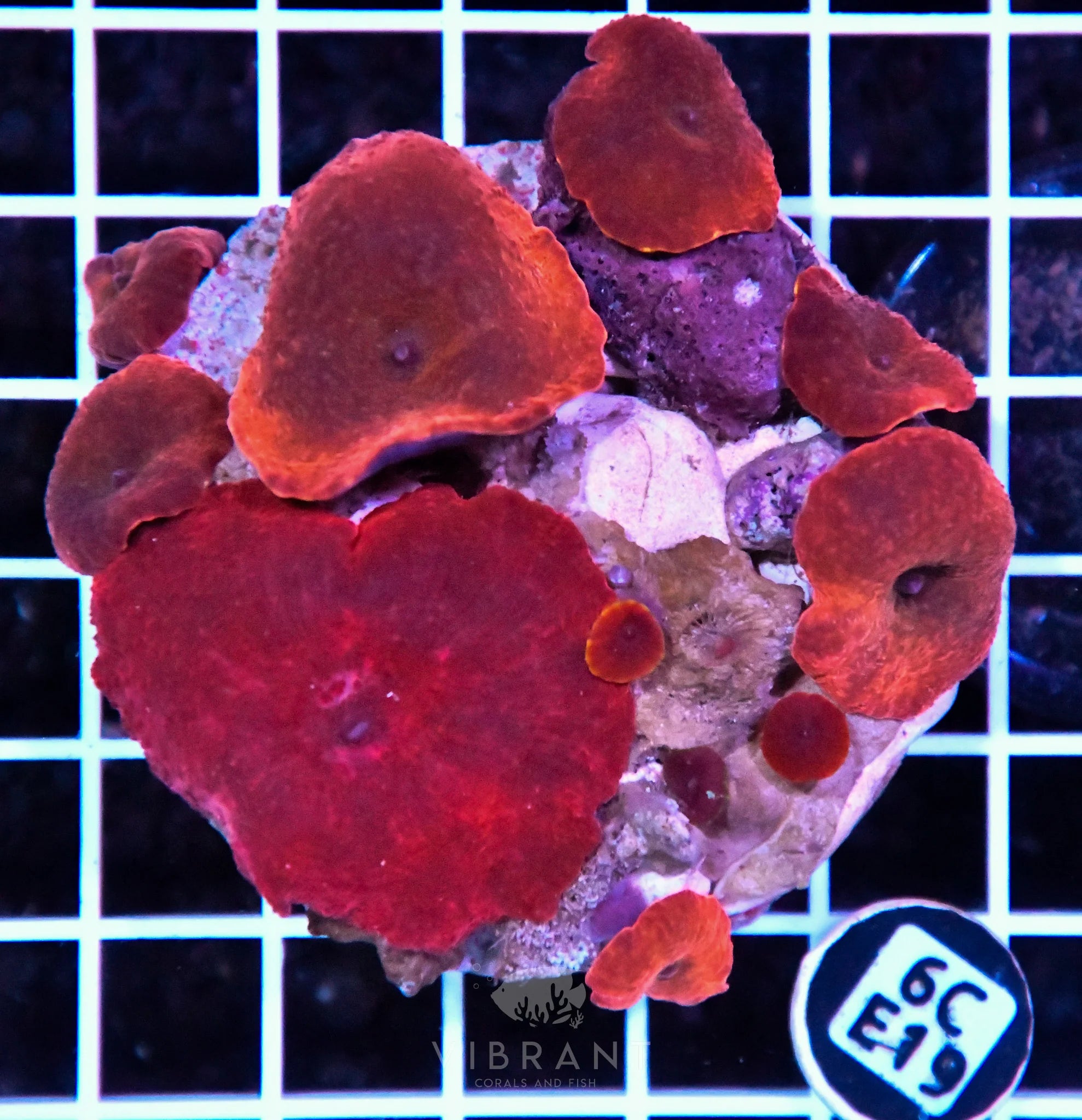 Mushroom INDO