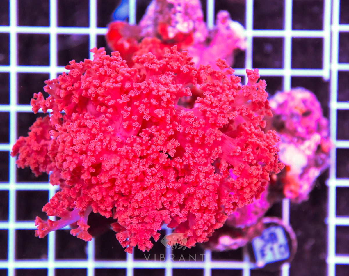 Carnation Coral INDO