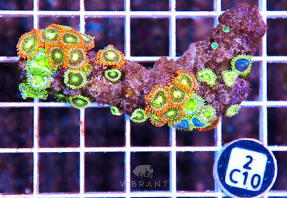 Zoa AUS