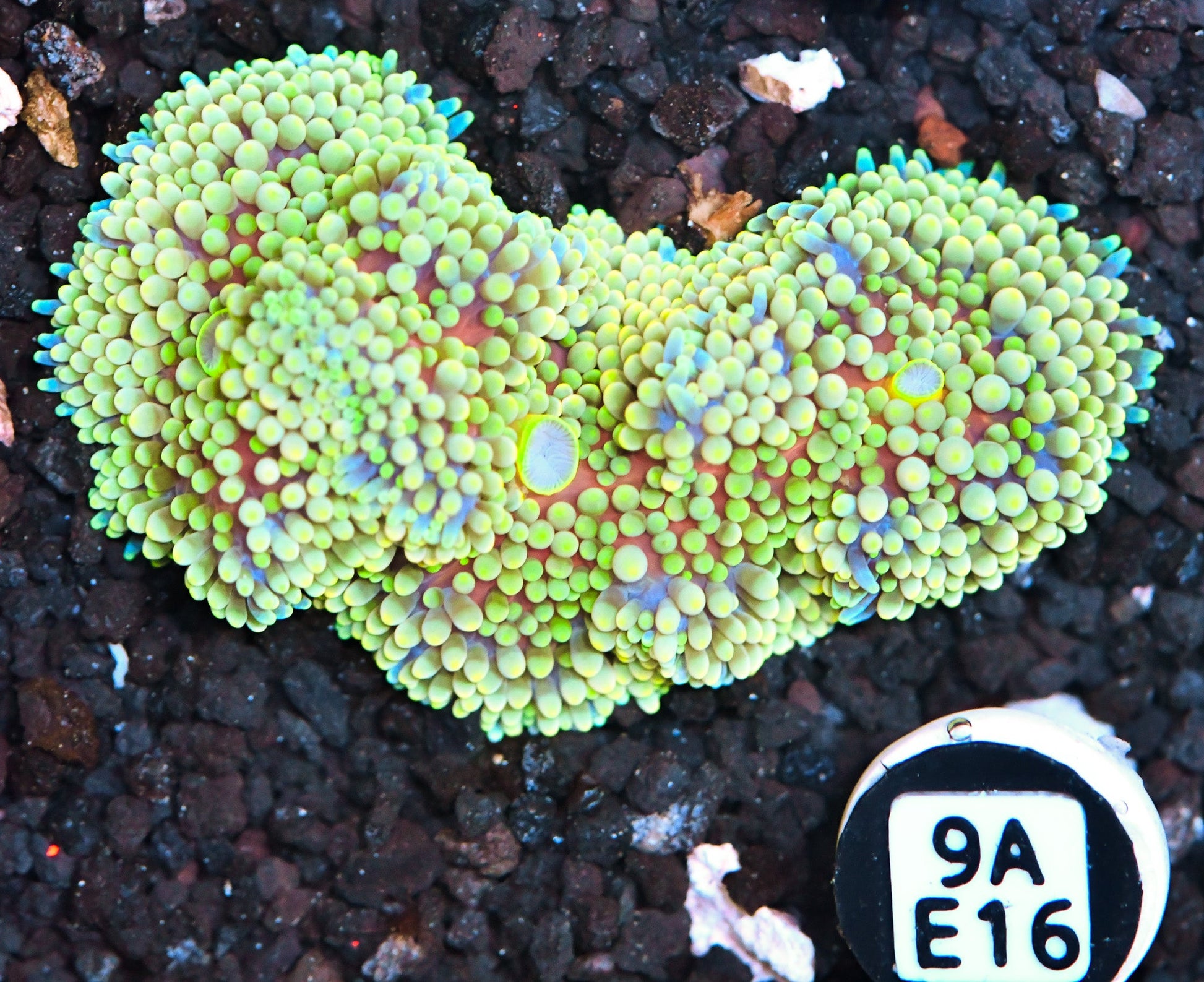 Ricordea Mushroom