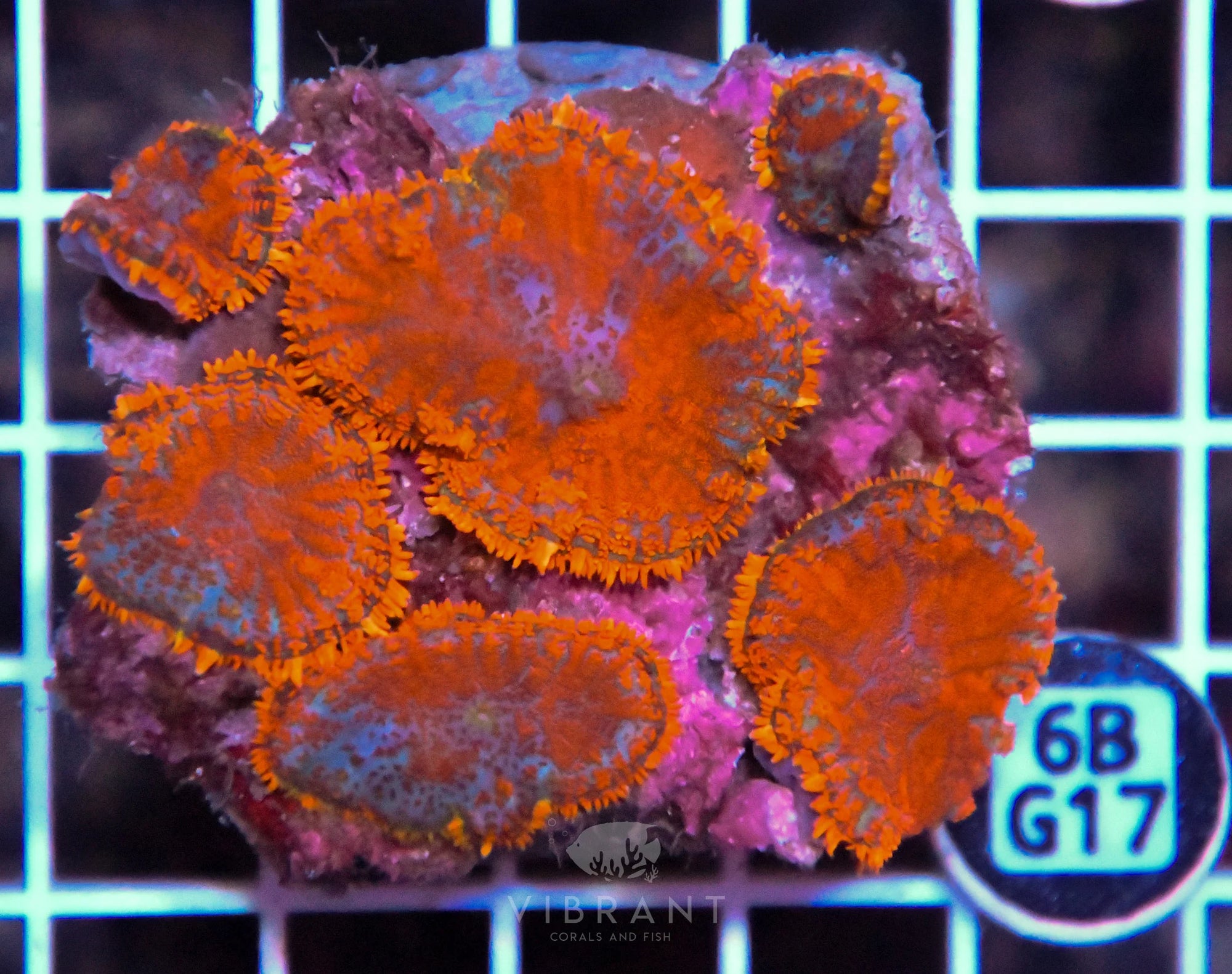 Mushroom INDO