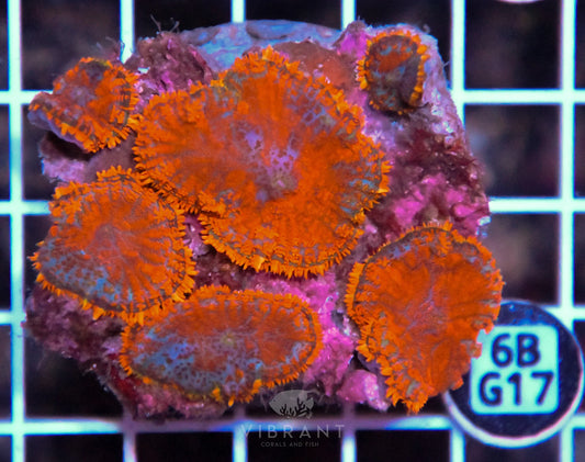 Mushroom INDO