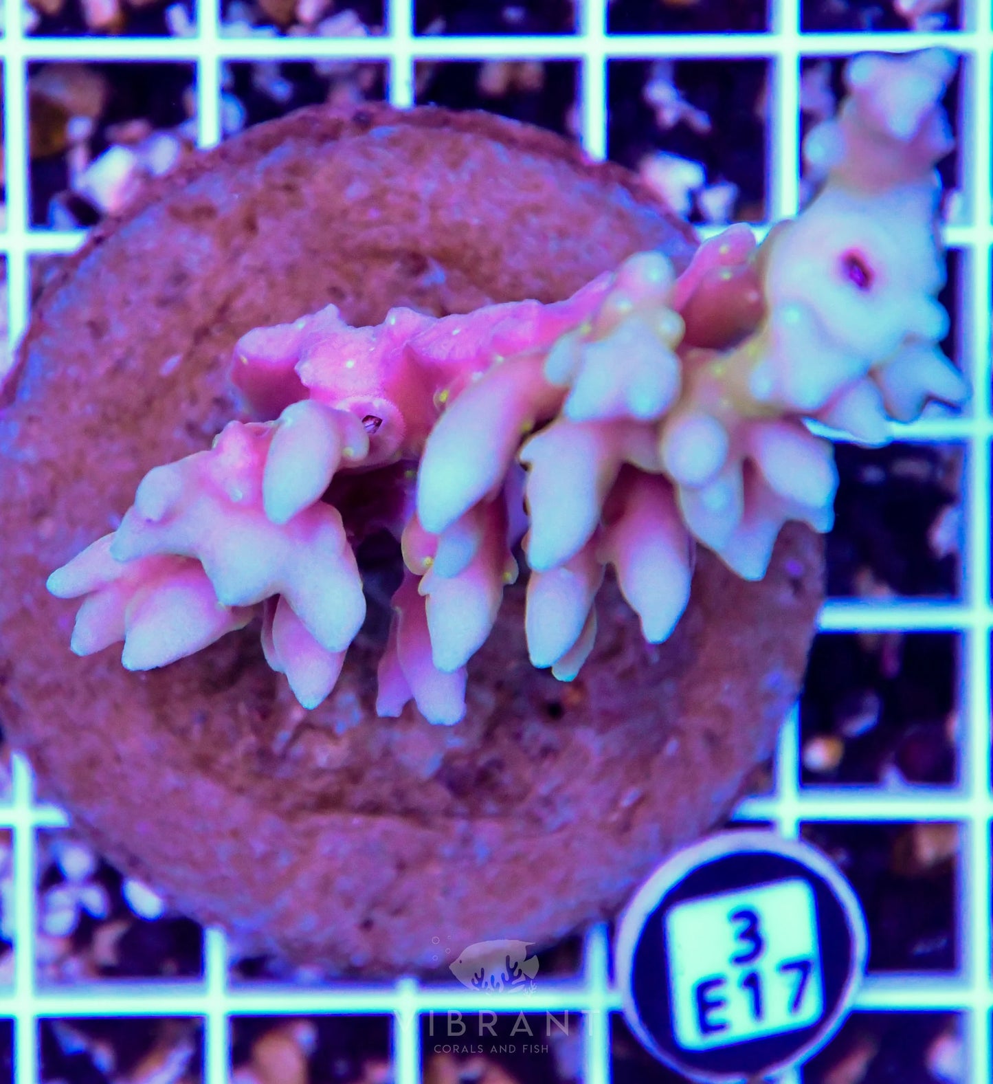Acro INDO