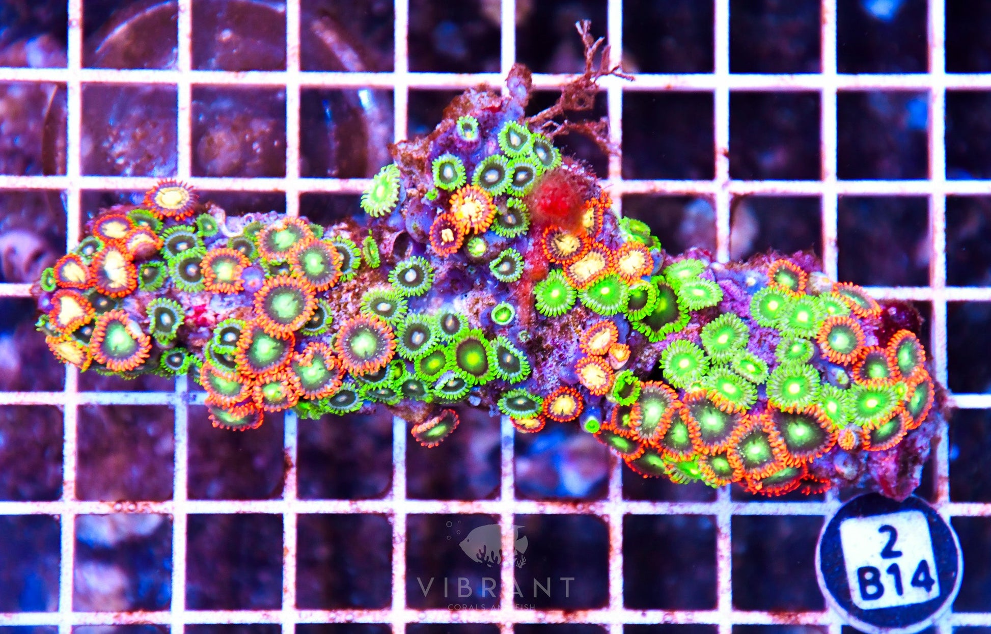 Zoa AUS