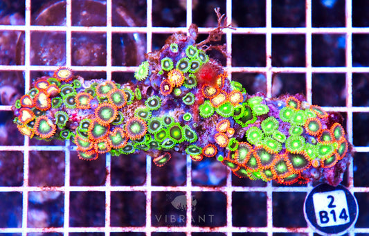 Zoa AUS