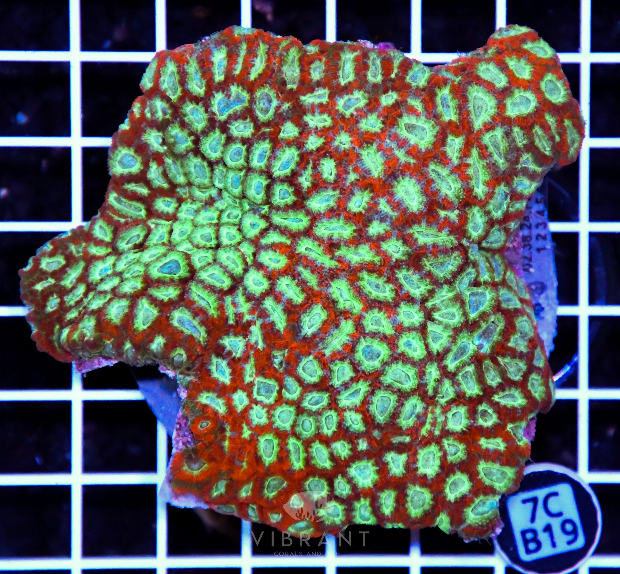 Micromussa INDO