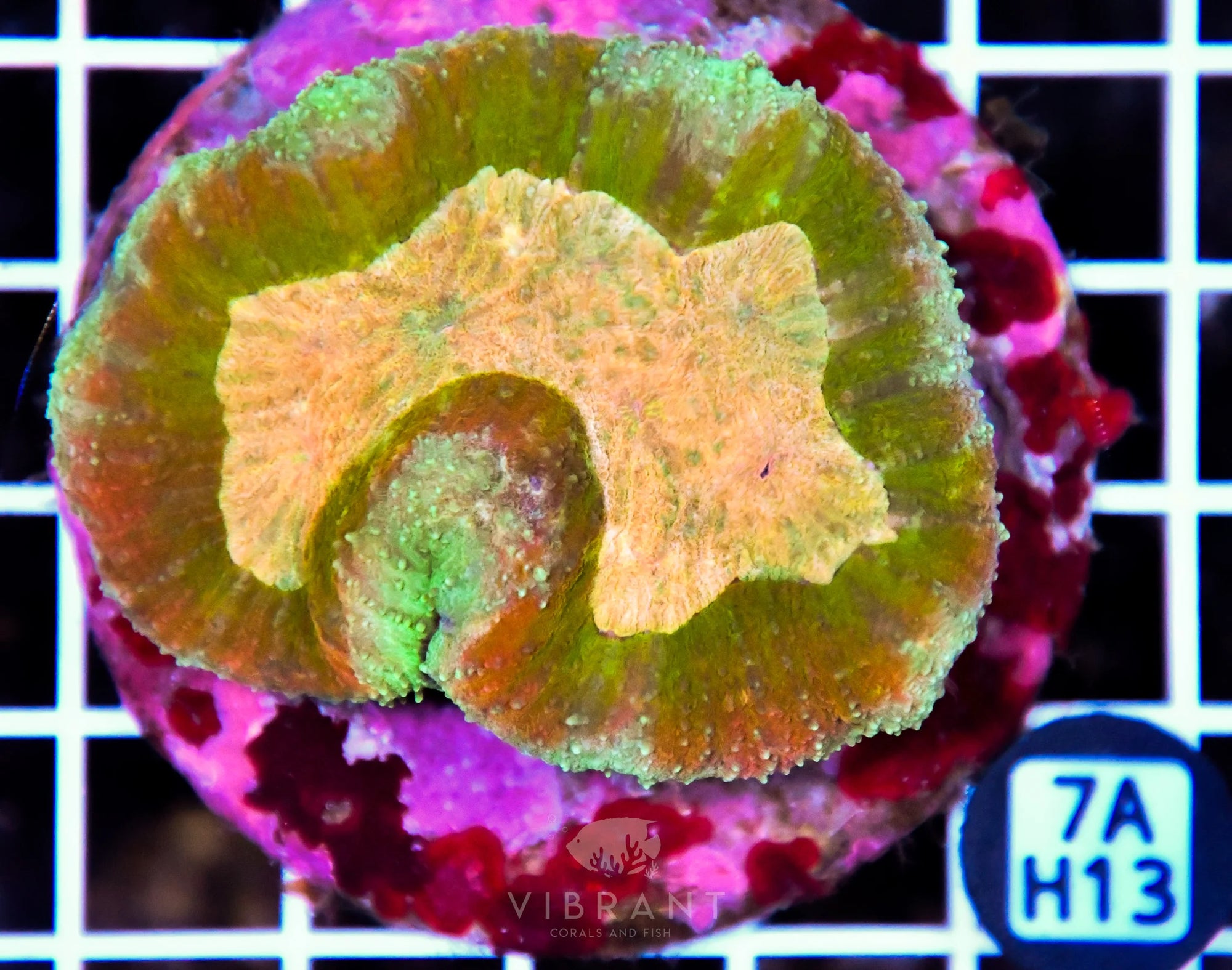 Symphyllia INDO