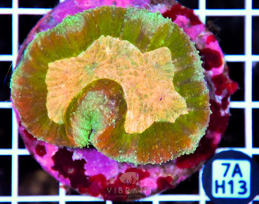 Symphyllia INDO