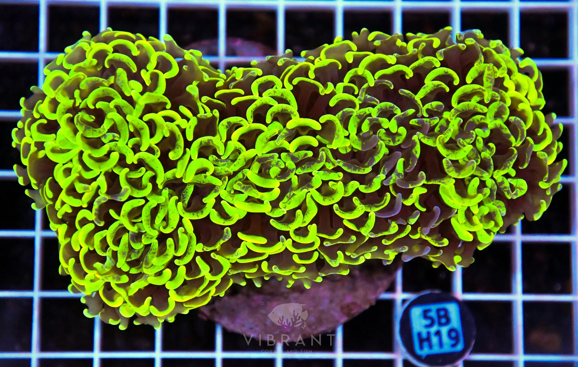Hammer Wall INDO