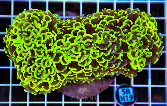 Hammer Wall INDO