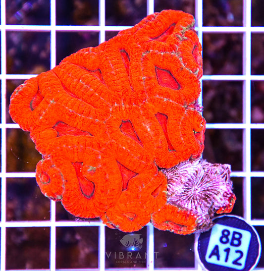 Micromussa WAUS