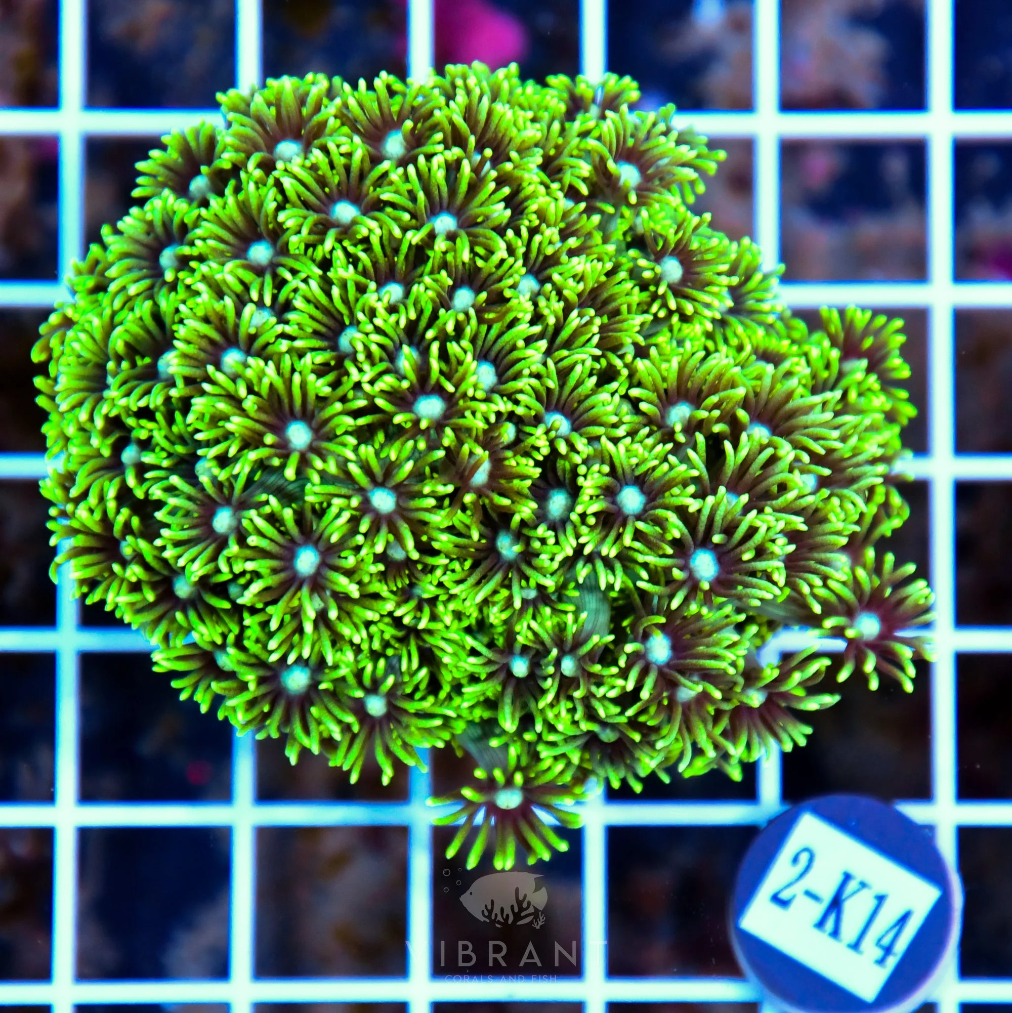 Goniopora AUS