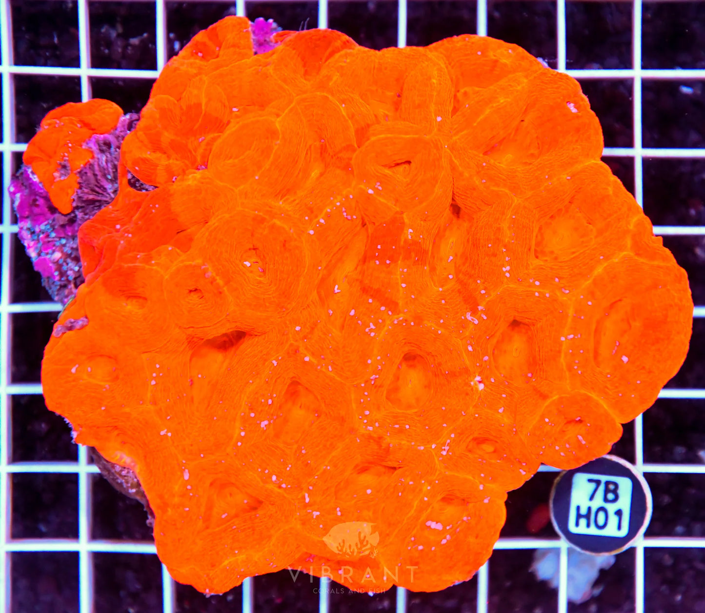 Acan Bower AUS