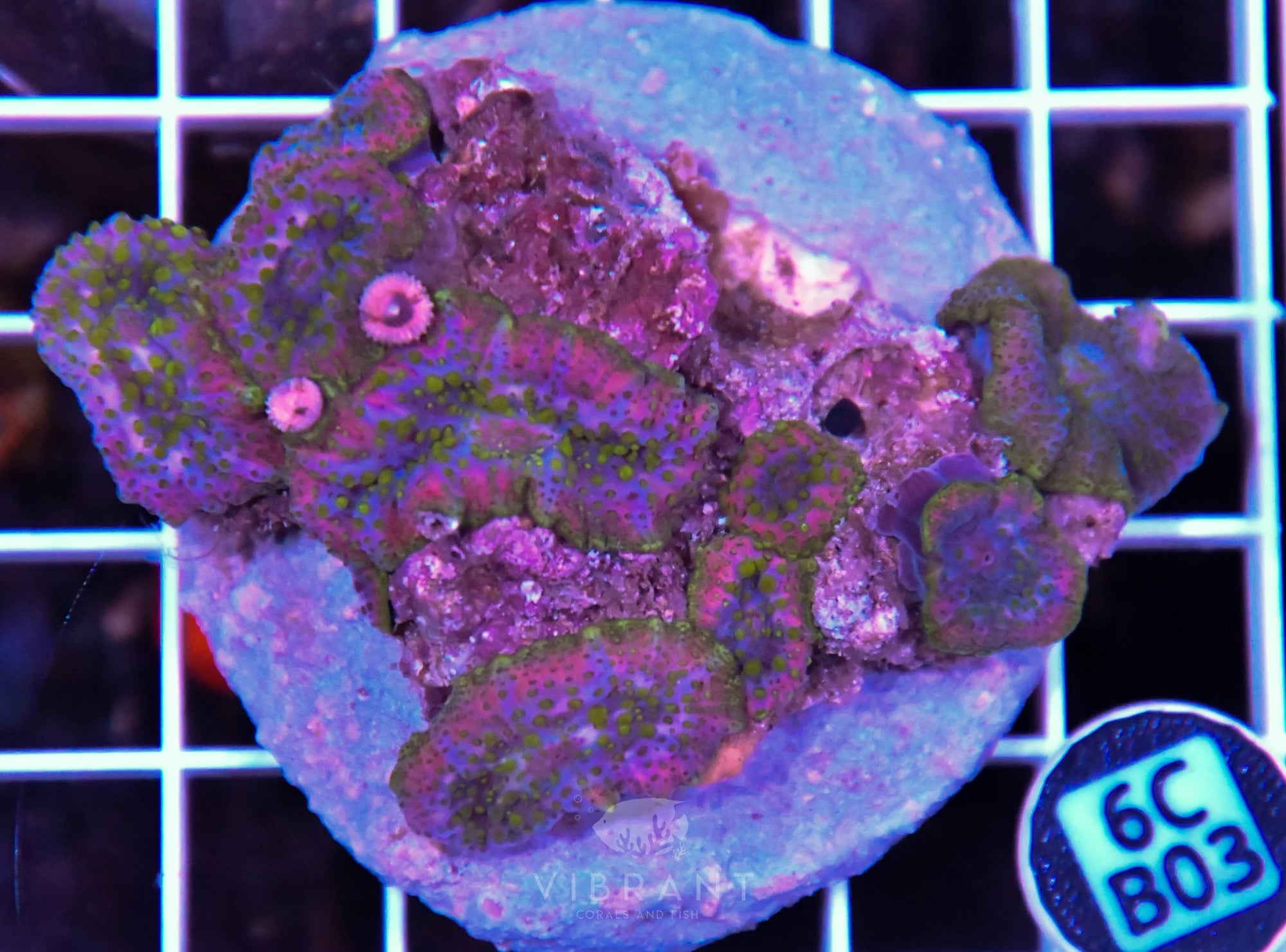 Mushroom INDO