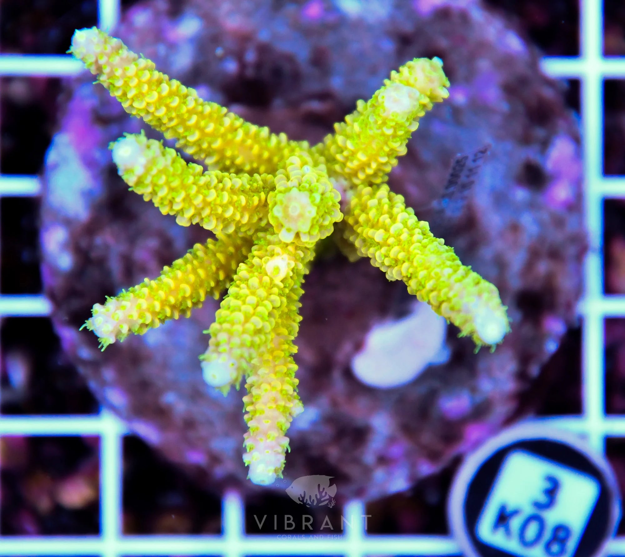 Acro INDO
