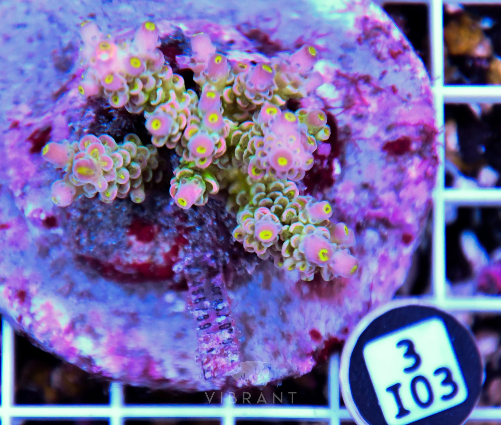 Acro INDO
