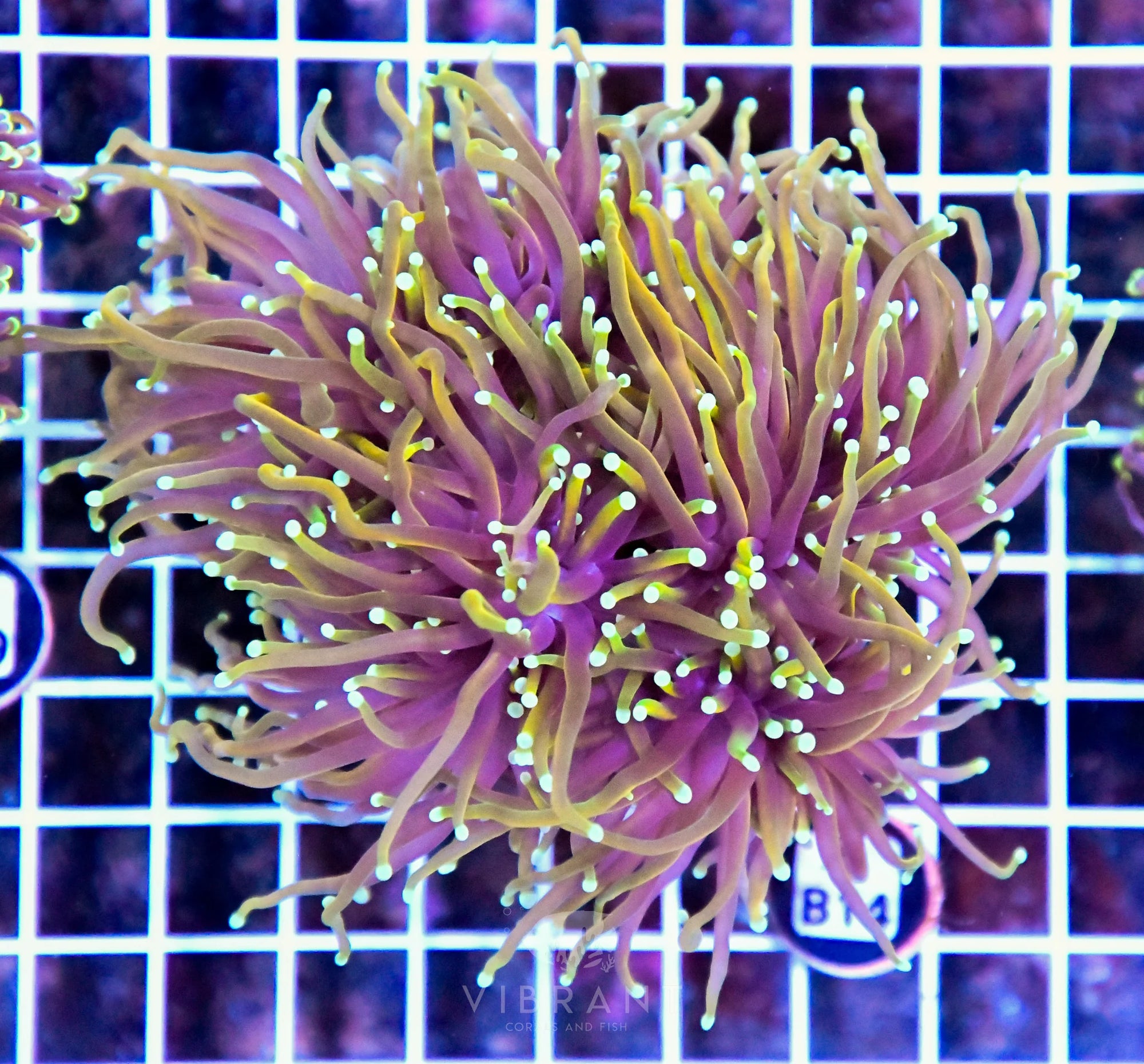 Torch INDO Colony