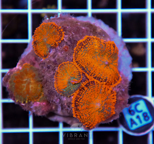 Mushroom INDO