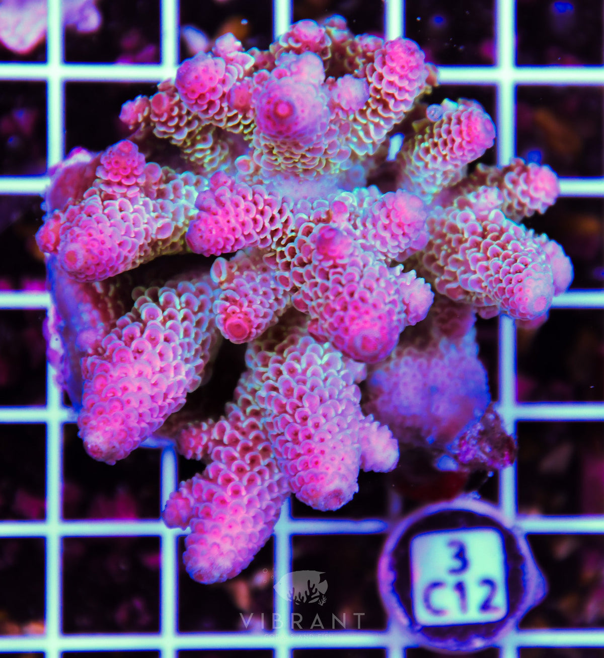 Acro AUS