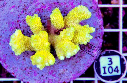 Acro INDO