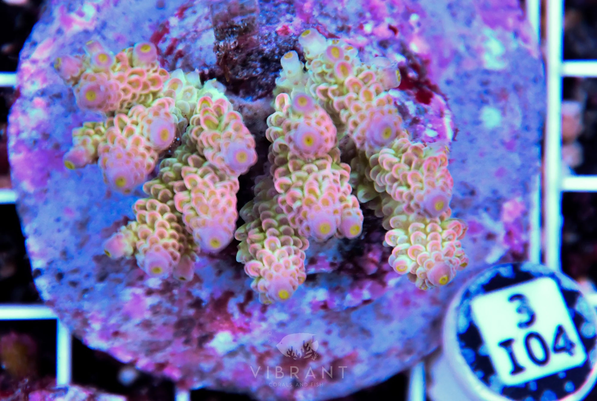 Acro INDO
