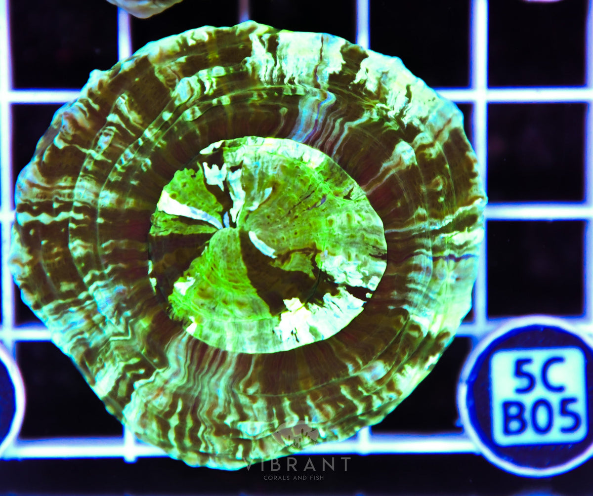Acanthophyllia AUS