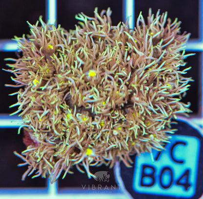 Frag Goniopora WAUS