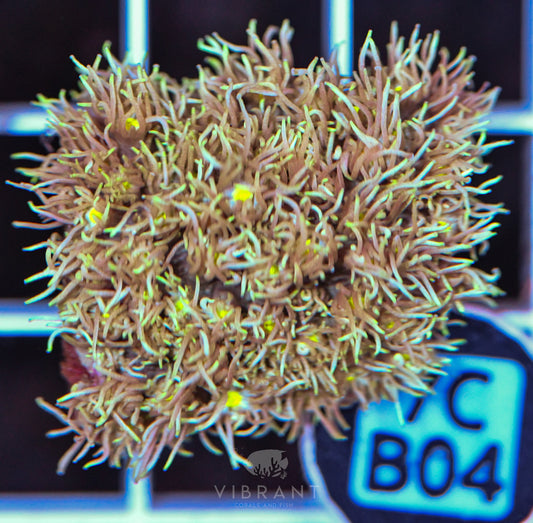 Frag Goniopora WAUS