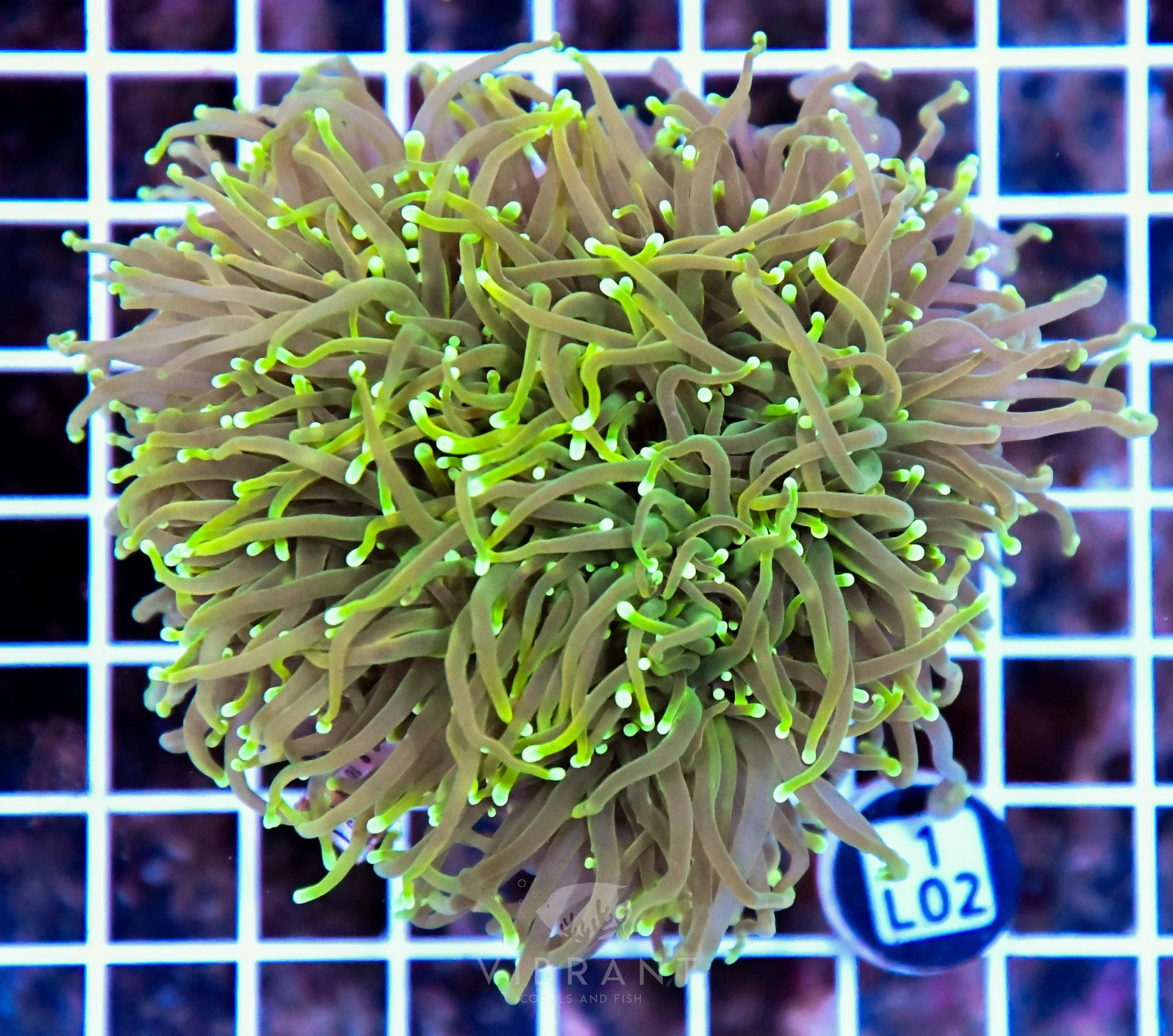 Torch INDO Colony