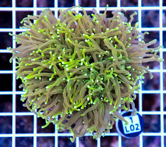 Torch INDO Colony