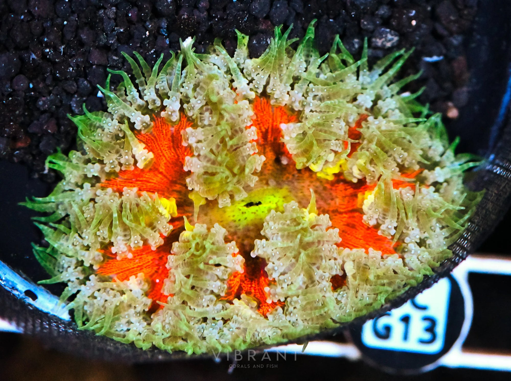 Rock Flower Anemone
