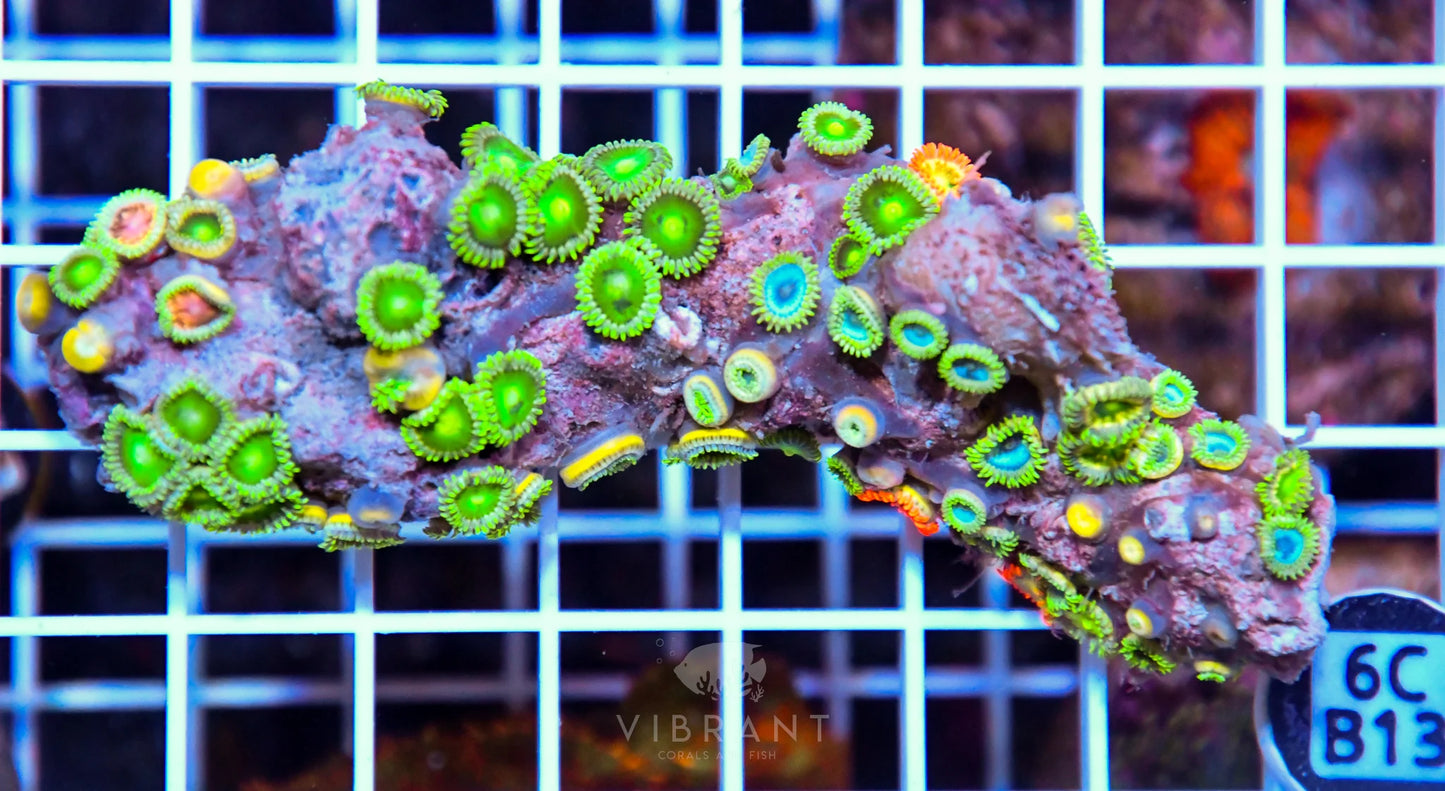 Zoa AUS