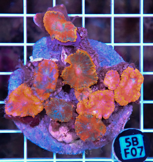 Mushroom INDO