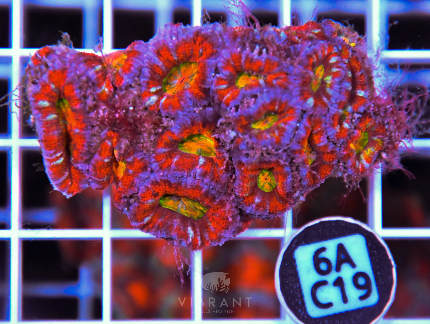 Acan Lord AUS
