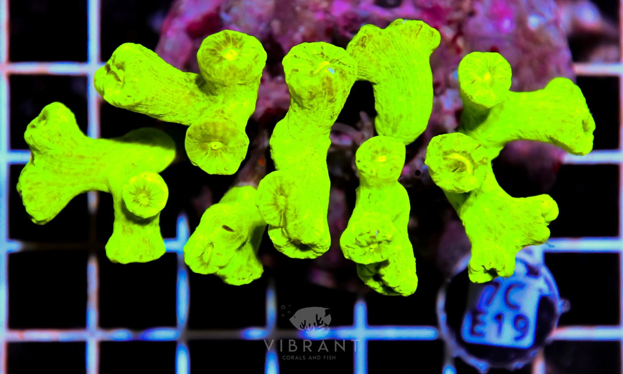 Candy Cane INDO