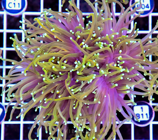 Torch INDO Colony