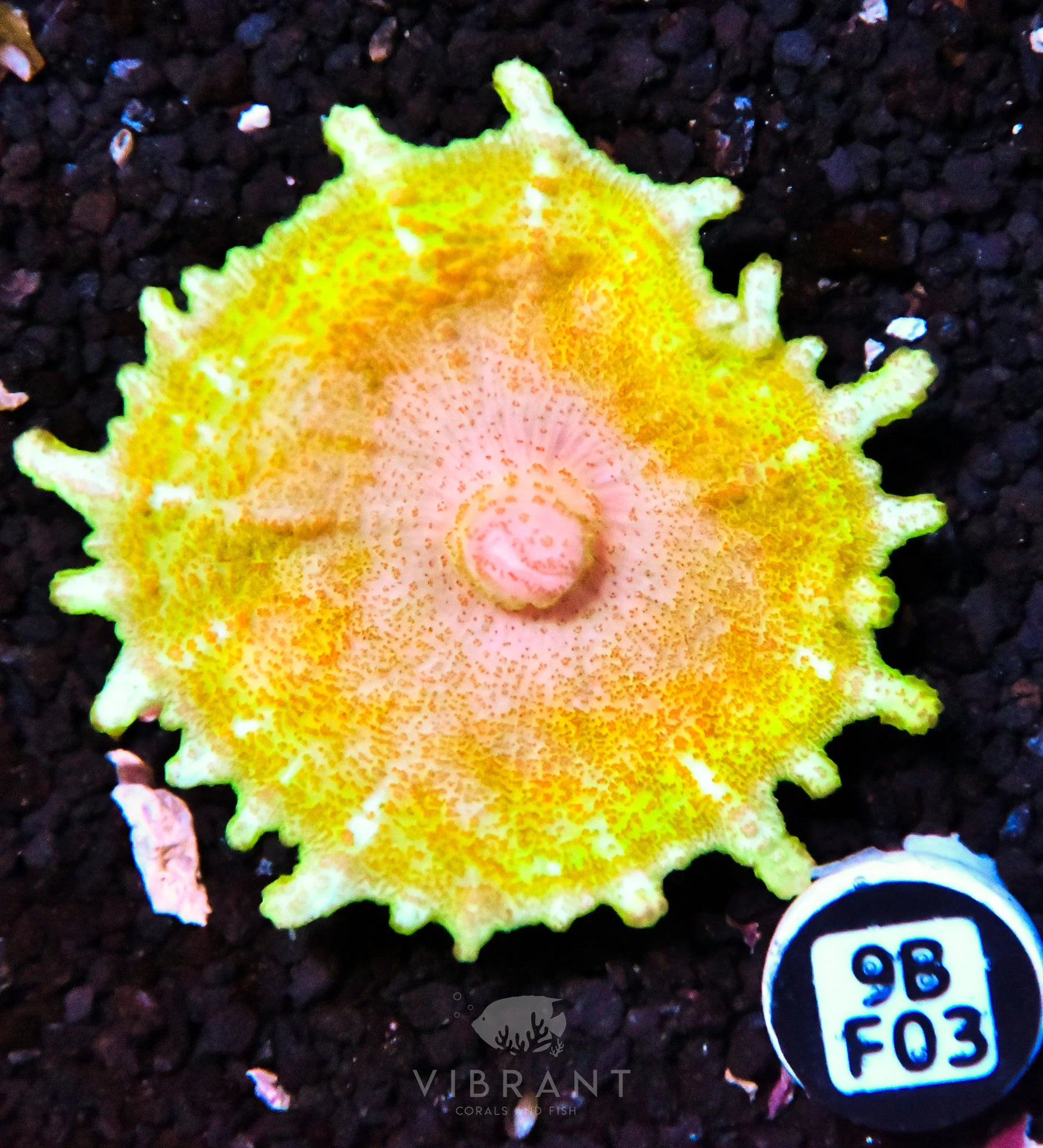 Neglectus Mushroom
