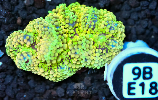 Ricordea Mushroom