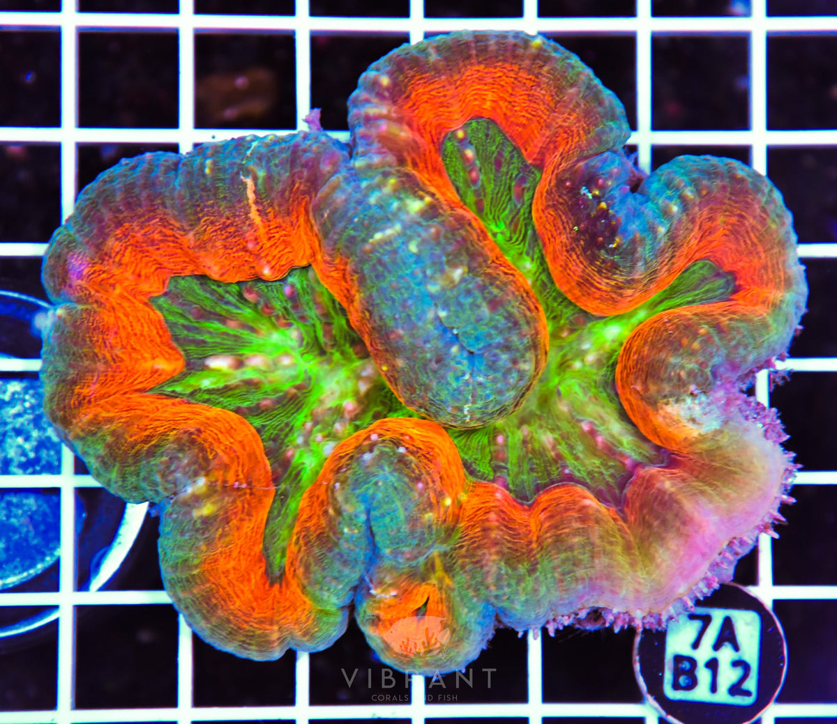 Lobophyllia AUS
