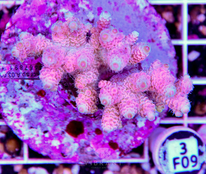 Acro INDO