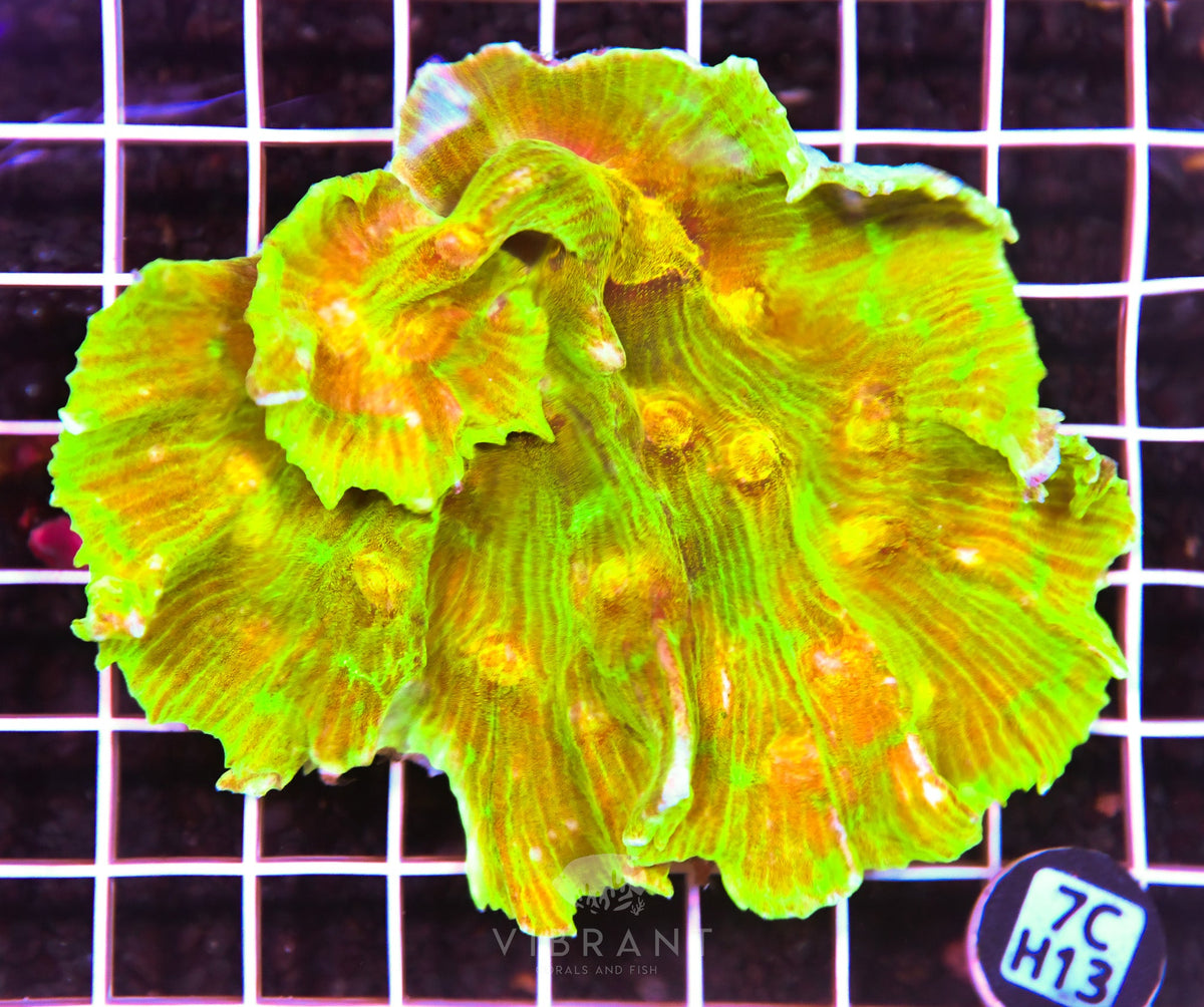 Pectinia INDO