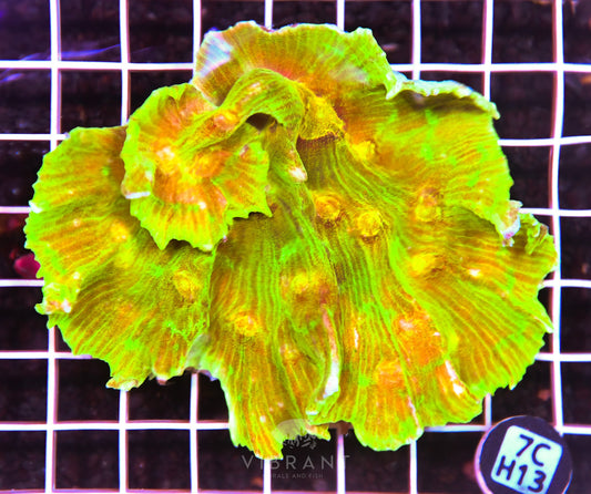 Pectinia INDO