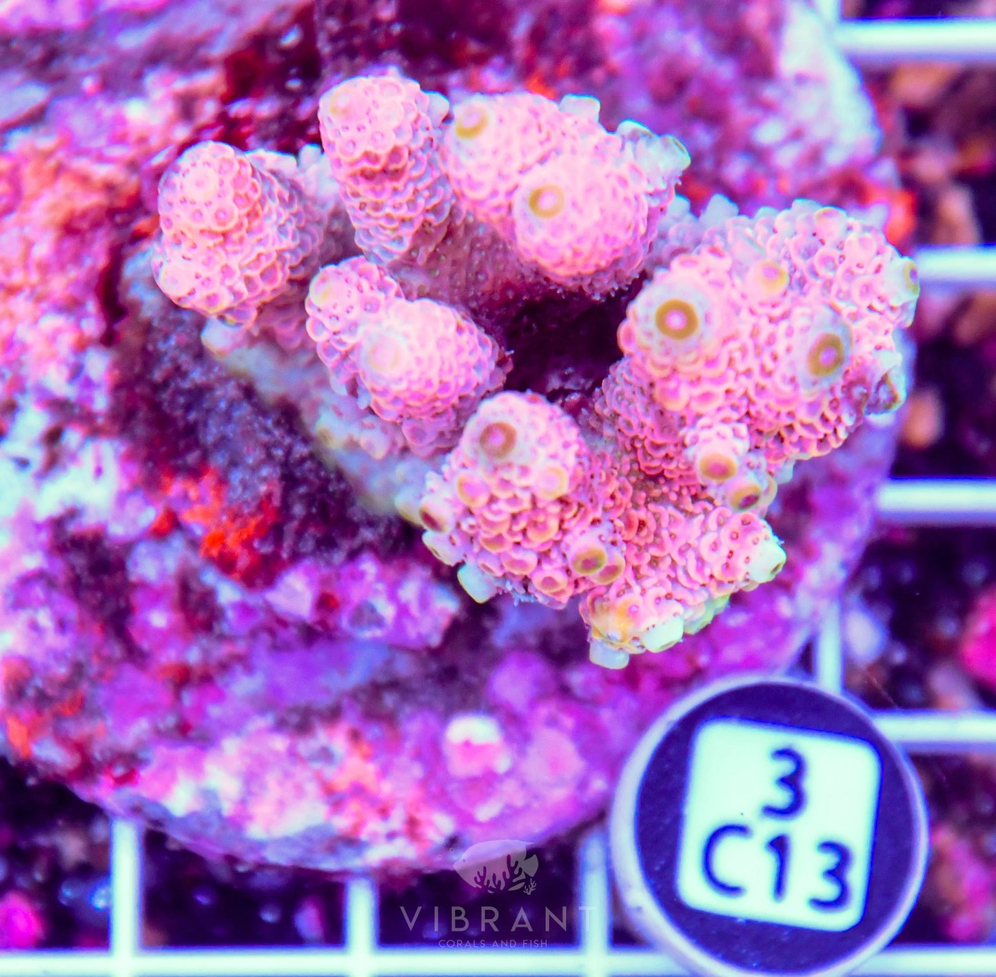 Acro INDO