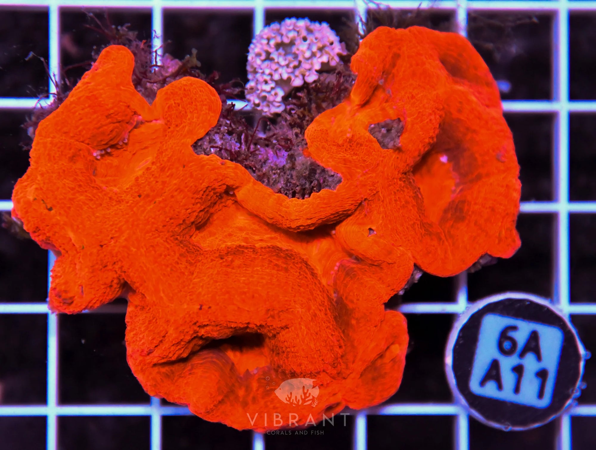 Acan Bower AUS