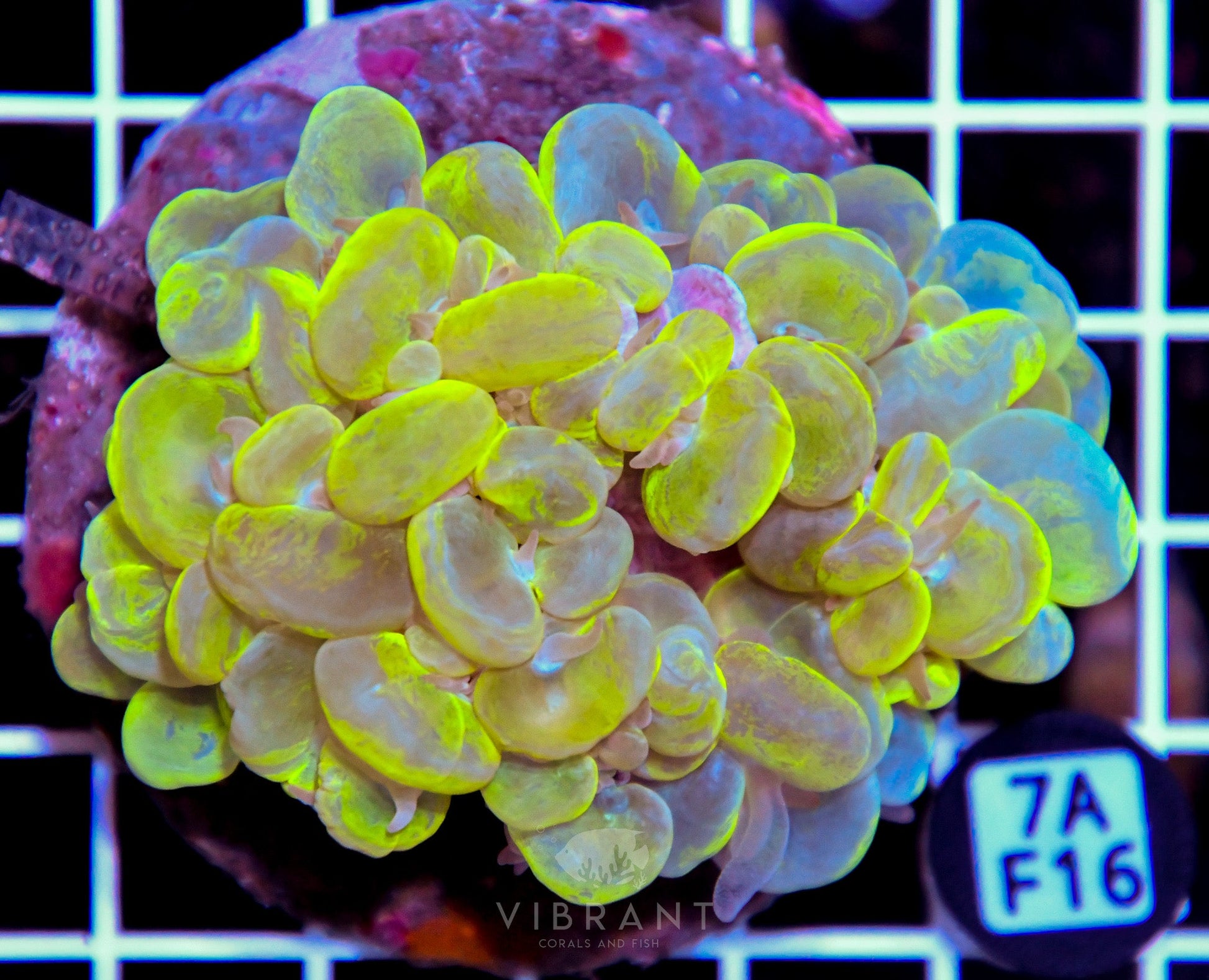 Bubble Coral INDO
